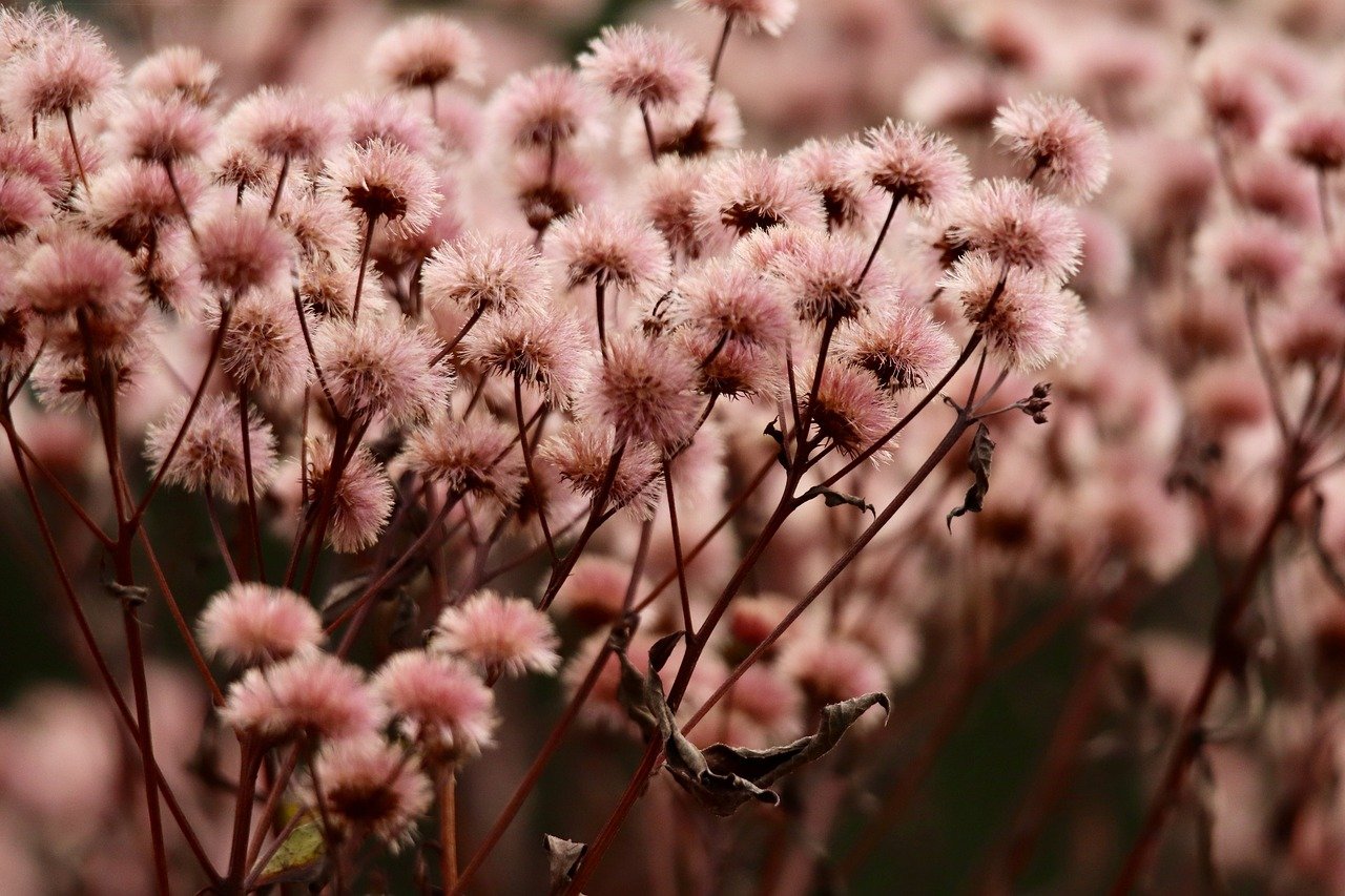 0月租流量卡：头条号直播如何注册账号